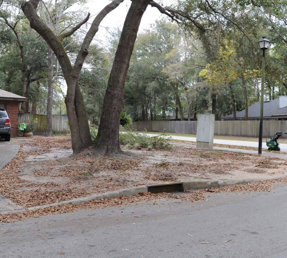 A drab front yard covered in leaf litter