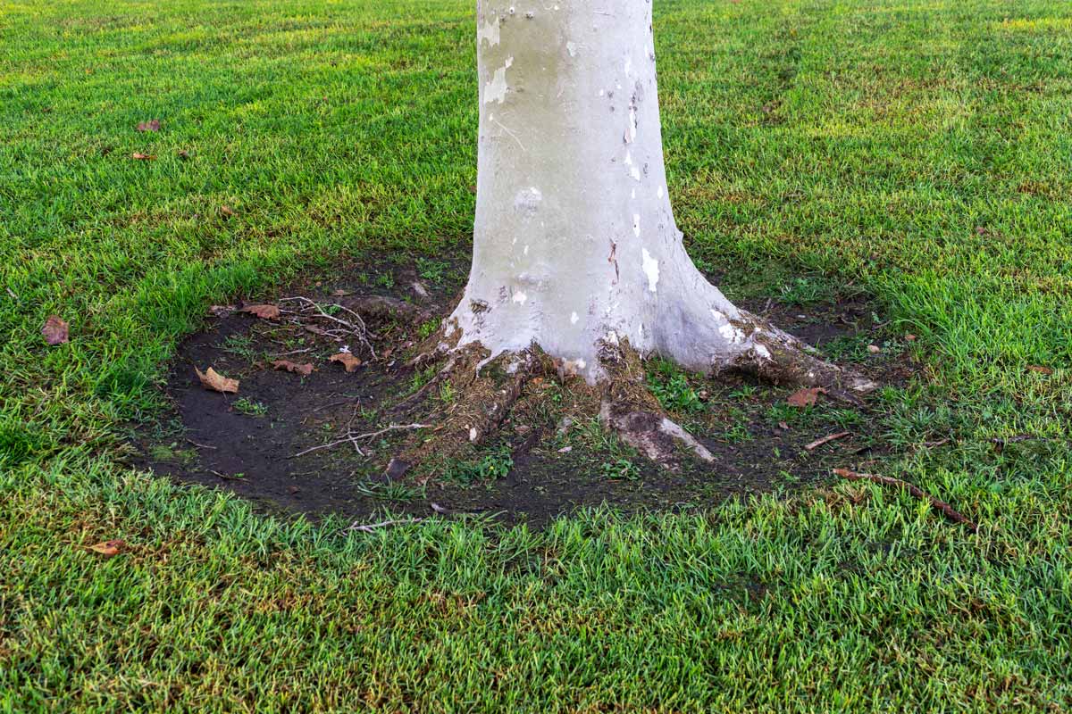Close up on trunk of tree in freshly mowed yard